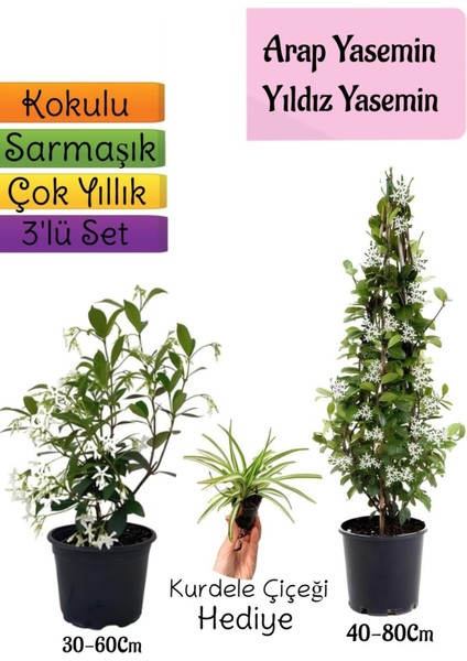 Kokulu Arap Yasemini+Yıldız Yasemin Fidanı+Kurdele Çiçeği Hediye 3'lü Peyzaj Seti