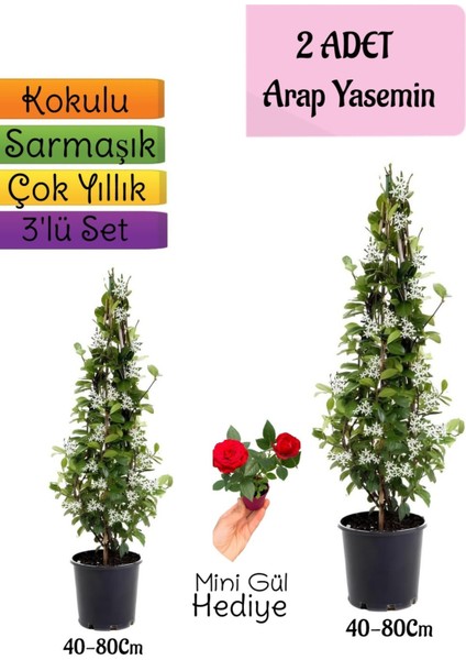 Kokulu 2 Adet Arap Yasemini Fidanı Saksılı+Mini Gül Hediye 3'lü Peyzaj Seti