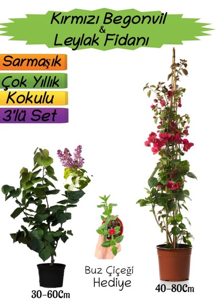 Kırmızı Renk Begonvil+Kokulu Mor Leylak Fidanı+Buz Çiçeği Hediyeli 3'lü Peyzaj Seti