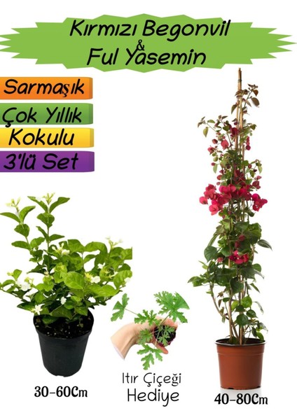 Kırmızı Renk Begonvil+Kokulu Ful Yasemin+Itır Çiçeği Hediyeli 3'lü Peyzaj Seti