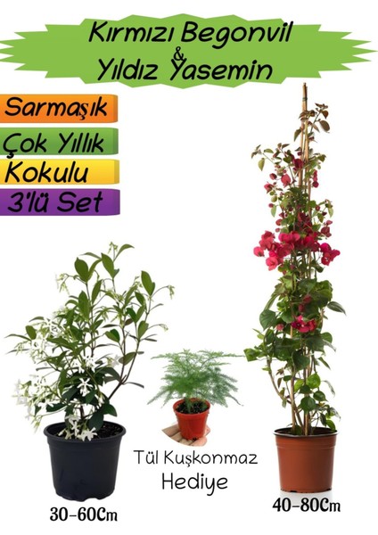 Kırmızı Renk Begonvil+Kokulu Yıldız Yasemin+Tül Kuşkonmaz Hediyeli 3'lü Peyzaj Seti