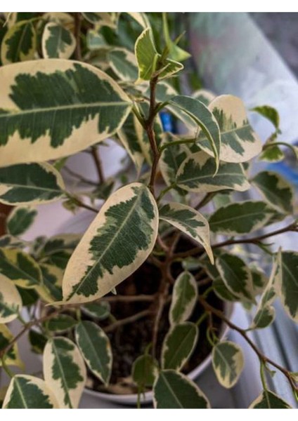 Beyaz Alacalı Benjamin Bitkisi 1 Adet Saksılı 30-60CM Iç/dış Mekan Bitkisi modelleri