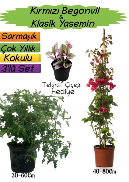 Kırmızı Renk Begonvil+Kokulu Klasik Yasemin+Telgraf Çiçeği Hediyeli 3'lü Peyzaj Seti