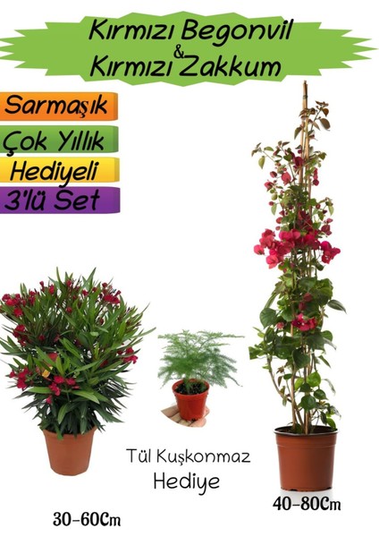 Kırmızı Renk Begonvil+Kırmızı Zakkum Fidanı+Tül Kuşkonmaz Hediyeli 3'lü Peyzaj Seti