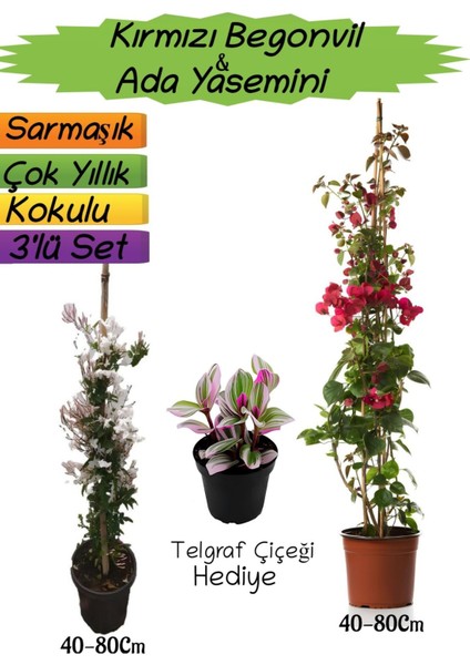 Kırmızı Renk Begonvil+Kokulu Ada Yasemini+Telgraf Çiçeği Hediyeli 3'lü Peyzaj Seti