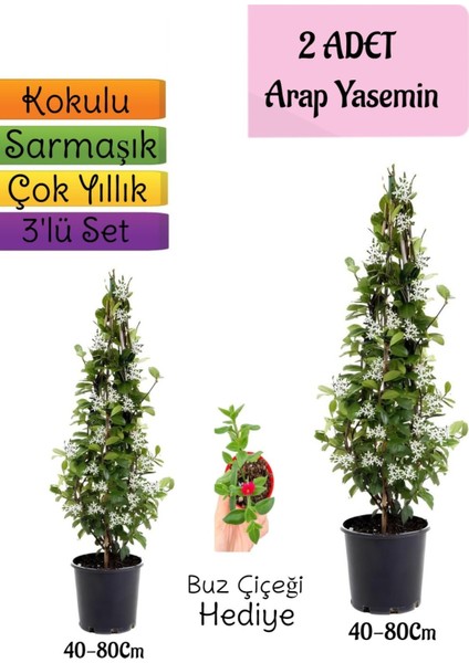 Kokulu 2 Adet Arap Yasemini Fidanı Saksılı+Buz Çiçeği Hediye 3'lü Peyzaj Seti