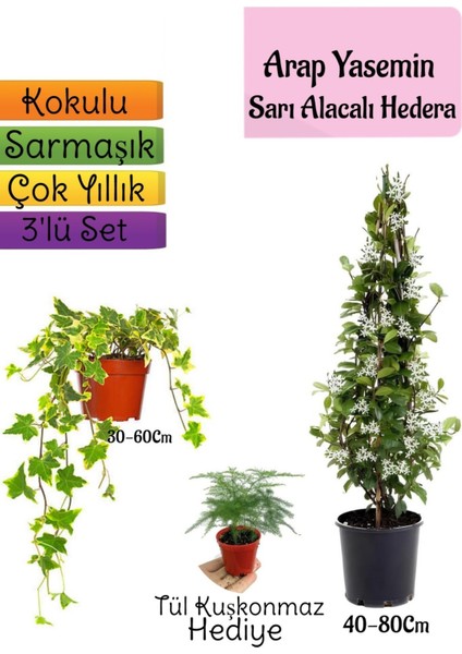 Mis Kokulu Arap Yasemini+Alacalı Hedera Helix Sarmaşığı+Tül Kuşkonmaz Hediye 3'lü Set