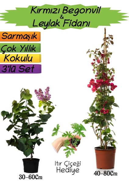 Kırmızı Renk Begonvil+Kokulu Mor Leylak Fidanı+Itır Çiçeği Hediyeli 3'lü Peyzaj Seti