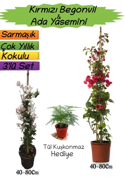 Kırmızı Renk Begonvil+Kokulu Ada Yasemini+Tül Kuşkonmaz Hediyeli 3'lü Peyzaj Seti