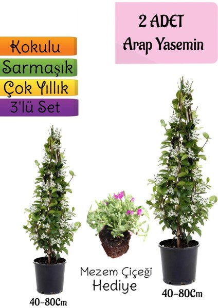 Kokulu 2 Adet Arap Yasemini Fidanı Saksılı+Mezem Çiçeği Hediye 3'lü Peyzaj Seti