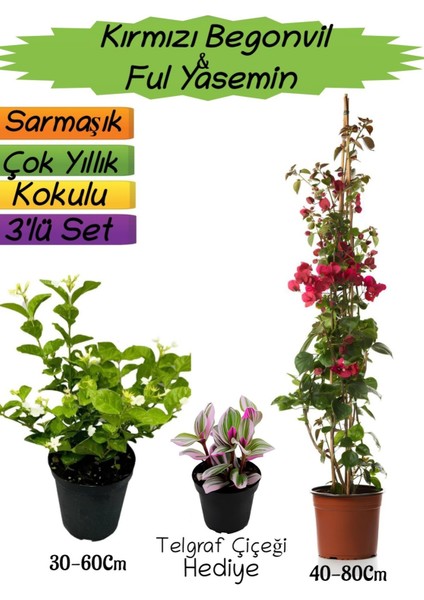 Kırmızı Renk Begonvil+Kokulu Ful Yasemin+Telgraf Çiçeği Hediyeli 3'lü Peyzaj Seti