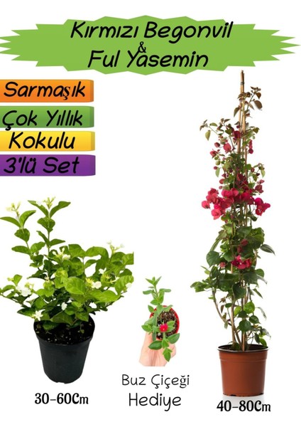 Kırmızı Renk Begonvil+Kokulu Ful Yasemin+Buz Çiçeği Hediyeli 3'lü Peyzaj Seti