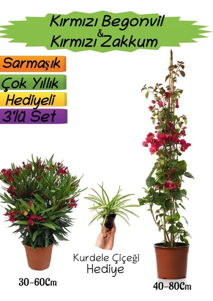 Kırmızı Renk Begonvil+Kırmızı Zakkum Fidanı+Kurdele Çiçeği Hediyeli 3'lü Peyzaj Seti