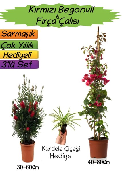 Kırmızı Renk Begonvil+Kırmızı Fırça Çalısı+Kurdele Çiçeği Hediyeli 3'lü Peyzaj Seti