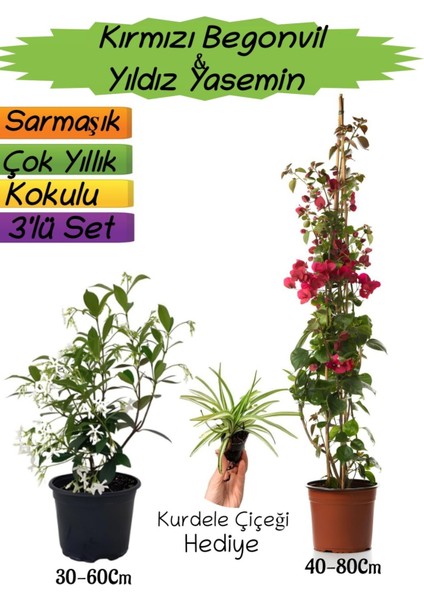 Kırmızı Renk Begonvil+Kokulu Yıldız Yasemin+Kurdele Çiçeği Hediyeli 3'lü Peyzaj Seti