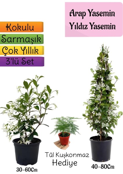 Kokulu Arap Yasemini+Yıldız Yasemin Fidanı+Tül Kuşkonmaz Hediye 3'lü Peyzaj Seti