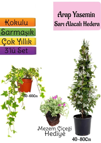 Mis Kokulu Arap Yasemini+Alacalı Hedera Helix Sarmaşığı+Mezem Çiçeği Hediye 3'lü Set