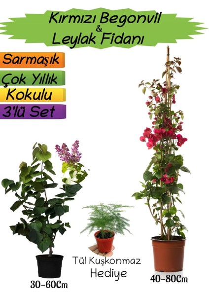 Kırmızı Renk Begonvil+Kokulu Mor Leylak Fidanı+Tül Kuşkonmaz Hediyeli 3'lü Peyzaj Seti