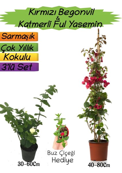 Kırmızı Renk Begonvil+Katmerli Ful Yasemin+Buz Çiçeği Hediyeli 3'lü Peyzaj Seti
