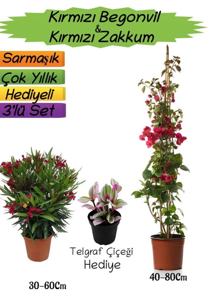 Kırmızı Renk Begonvil+Kırmızı Zakkum Fidanı+Telgraf Çiçeği Hediyeli 3'lü Peyzaj Seti