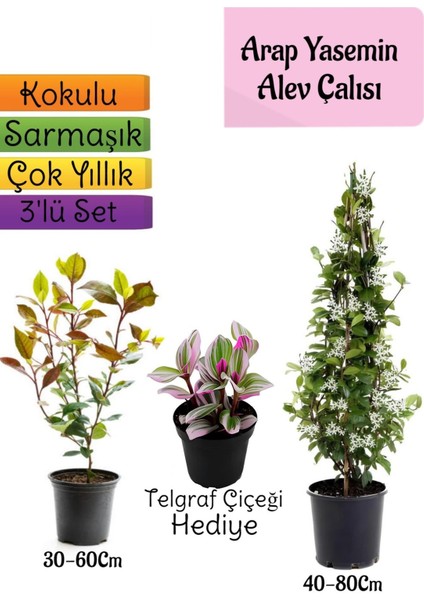 Mis Kokulu Arap Yasemini+Alev Çalısı Fidanı+Telgraf Çiçeği Hediye 3'lü Set