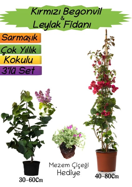 Kırmızı Renk Begonvil+Kokulu Mor Leylak Fidanı+Mezem Çiçeği Hediyeli 3'lü Peyzaj Seti