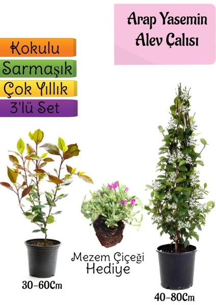 Mis Kokulu Arap Yasemini+Alev Çalısı Fidanı+Mezem Çiçeği Hediye 3'lü Set