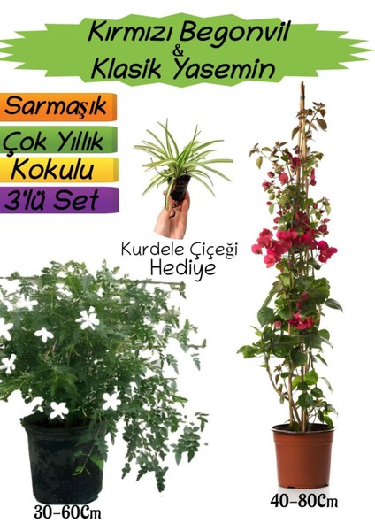 Kırmızı Renk Begonvil+Kokulu Klasik Yasemin+Kurdele Çiçeği Hediyeli 3'lü Peyzaj Seti