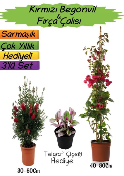 Kırmızı Renk Begonvil+Kırmızı Fırça Çalısı+Telgraf Çiçeği Hediyeli 3'lü Peyzaj Seti