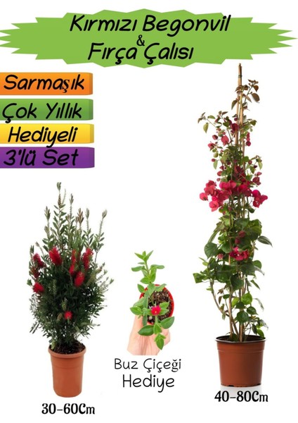 Kırmızı Renk Begonvil+Kırmızı Fırça Çalısı+Buz Çiçeği Hediyeli 3'lü Peyzaj Seti