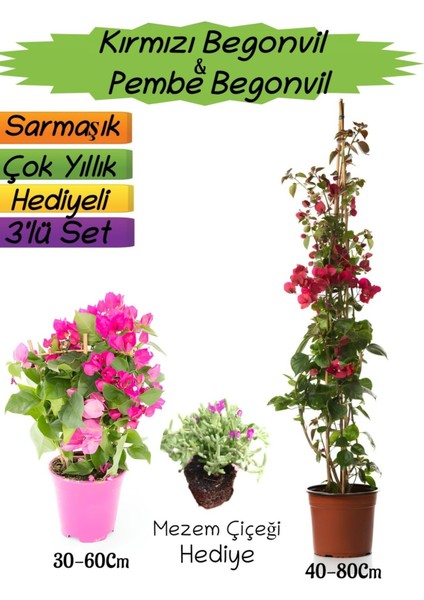 Kırmızı Renk Begonvil+Pembe Begonvil+Mezem Çiçeği Hediyeli 3'lü Peyzaj Seti