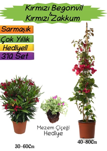 Kırmızı Renk Begonvil+Kırmızı Zakkum Fidanı+Mezem Çiçeği Hediyeli 3'lü Peyzaj Seti