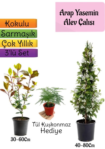 Serada Decor Plant Mis Kokulu Arap Yasemini+Alev Çalısı Fidanı+Tül Kuşkonmaz Hediye 3'lü Set