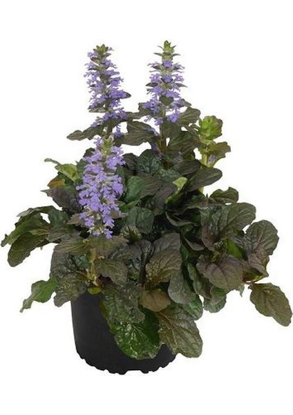 Ajuka -Mayasıl Otu (Arı Kovanı -Yüksük Otu) 1 Adet Saksılı 10-20CM Bahçe Bitkisi