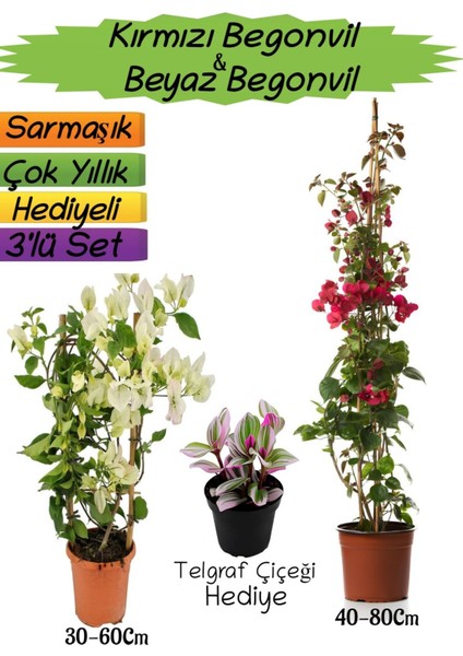 Kırmızı Renk Begonvil+Beyaz Begonvil+Telgraf Çiçeği Hediyeli 3'lü Peyzaj Seti