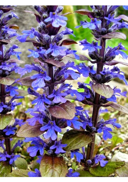 Ajuka -Mayasıl Otu (Arı Kovanı -Yüksük Otu) 1 Adet Saksılı 10-20CM Bahçe Bitkisi fiyatları