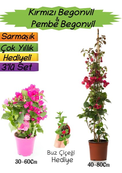 Kırmızı Renk Begonvil+Pembe Begonvil+Buz Çiçeği Hediyeli 3'lü Peyzaj Seti