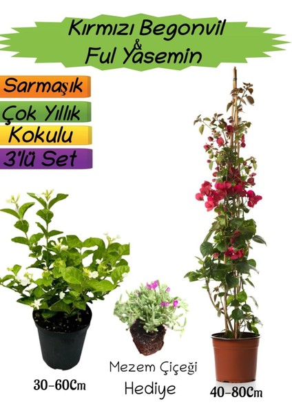 Kırmızı Renk Begonvil+Kokulu Ful Yasemin+Mezem Çiçeği Hediyeli 3'lü Peyzaj Seti