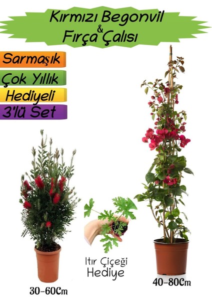 Kırmızı Renk Begonvil+Kırmızı Fırça Çalısı+Itır Çiçeği Hediyeli 3'lü Peyzaj Seti