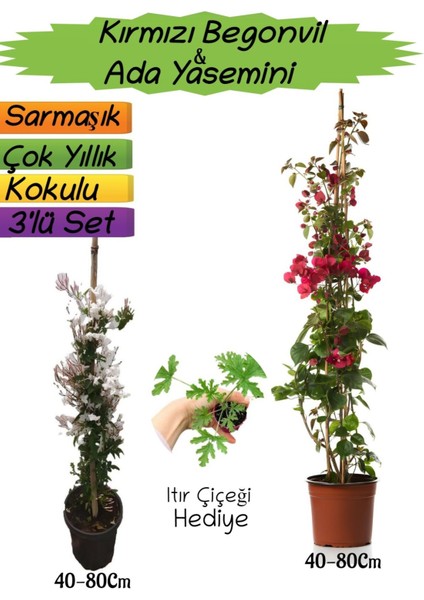 Kırmızı Renk Begonvil+Kokulu Ada Yasemini+Itır Çiçeği Hediyeli 3'lü Peyzaj Seti