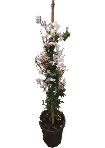 Kırmızı Renk Begonvil+Kokulu Ada Yasemini+Itır Çiçeği Hediyeli 3'lü Peyzaj Seti modelleri