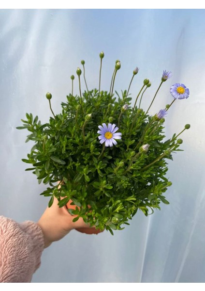 Mavi Çalı Papatyası-Maviş 1 Adet SAKSILI15-30CM Bahçe Peyzaj Bitkisi(Blue Daisy)