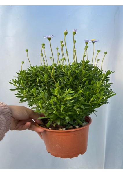 Mavi Çalı Papatyası-Maviş 1 Adet SAKSILI15-30CM Bahçe Peyzaj Bitkisi(Blue Daisy) fiyatları