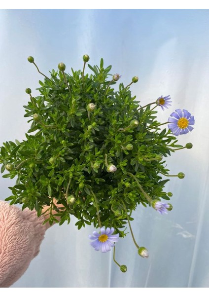 Mavi Çalı Papatyası-Maviş 1 Adet SAKSILI15-30CM Bahçe Peyzaj Bitkisi(Blue Daisy) modelleri