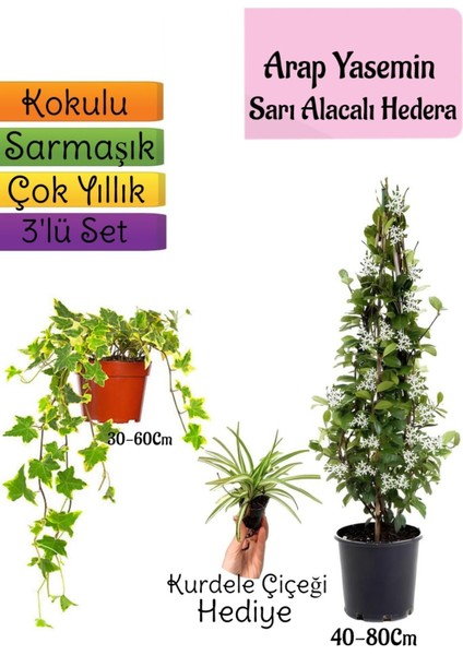 Mis Kokulu Arap Yasemini+Alacalı Hedera Helix Sarmaşığı+Kurdele Çiçeği Hediye 3'lü Set