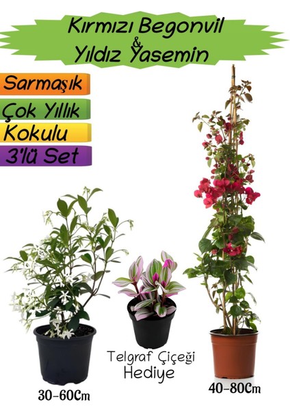 Kırmızı Renk Begonvil+Kokulu Yıldız Yasemin+Telgraf Çiçeği Hediyeli 3'lü Peyzaj Seti