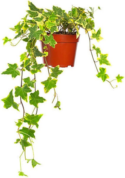 Mis Kokulu Arap Yasemini+Alacalı Hedera Helix Sarmaşığı+Buz Çiçeği Hediye 3'lü Set