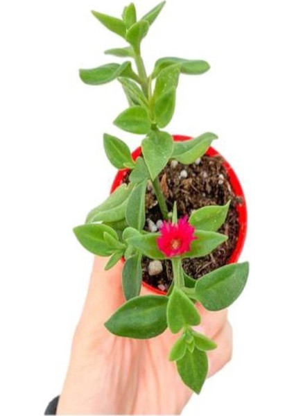 Mis Kokulu Arap Yasemini+Alacalı Hedera Helix Sarmaşığı+Buz Çiçeği Hediye 3'lü Set