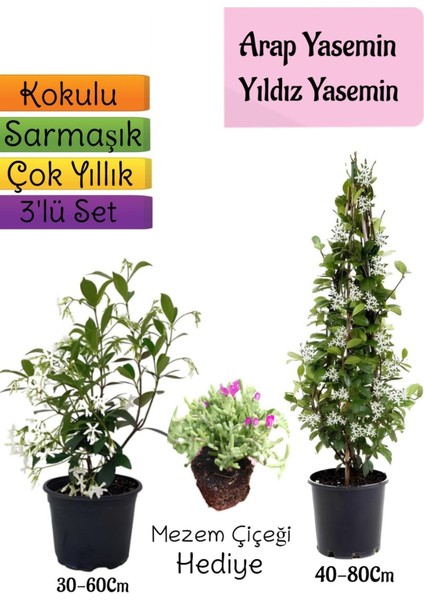 Kokulu Arap Yasemini+Yıldız Yasemin Fidanı+Mezem Çiçeği Hediye 3'lü Peyzaj Seti