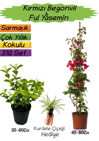 Kırmızı Renk Begonvil+Kokulu Ful Yasemin+Kurdele Çiçeği Hediyeli 3'lü Peyzaj Seti